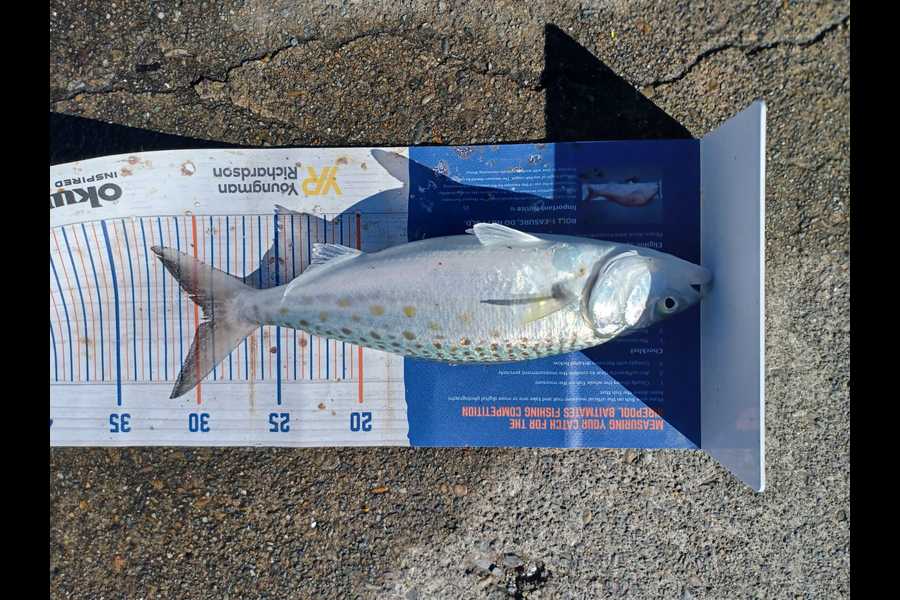 Hugo Blunt caught this 29cm Kahawai at Nelson during The Export NZ Fishing Competition