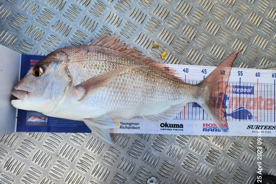 Sarel Joubert caught this 50.5cm Snapper at Ruakaka during The Export NZ Fishing Competition