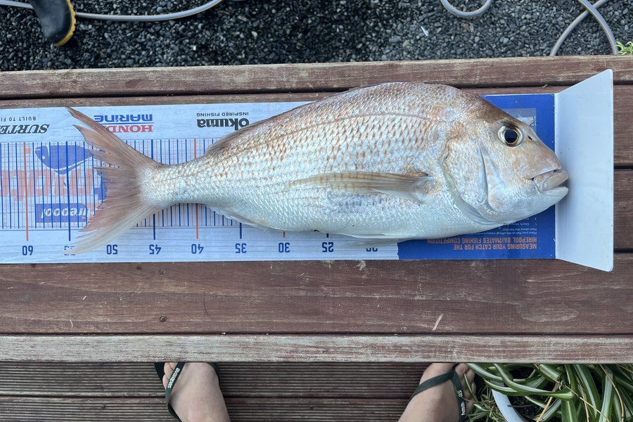 Ethan Palmer caught this 50.0cm Snapper at Bowentown  during The Export NZ Fishing Competition