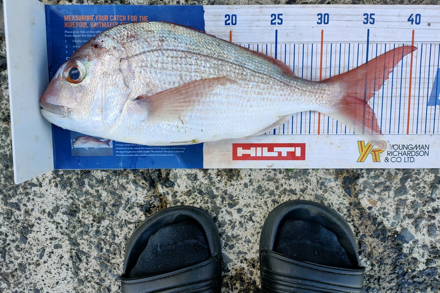 Janine Cornelder caught this 35.0cm Snapper at Tauranga  during The Export NZ Fishing Competition