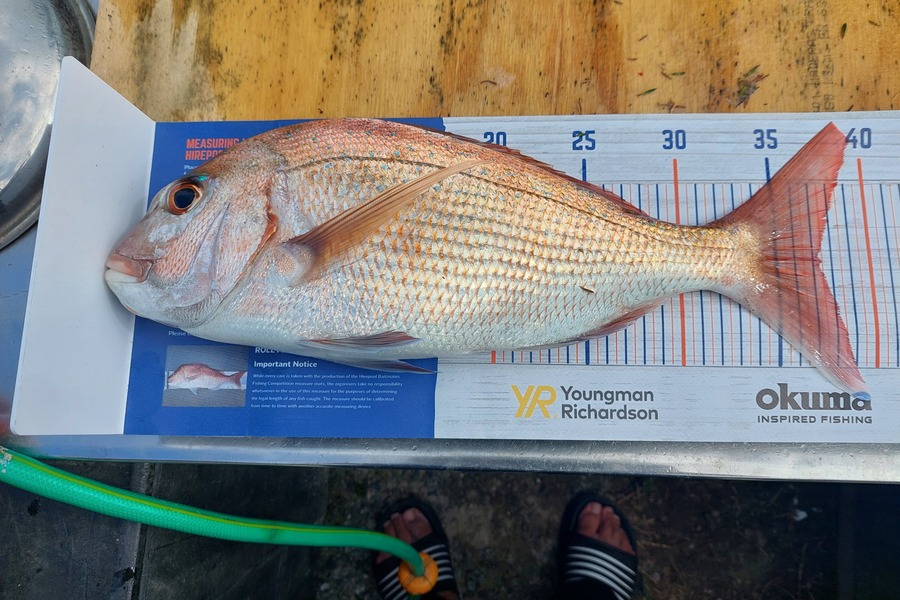 John Hill caught this 37.0cm Snapper at Whangarei Harbour  during The Export NZ Fishing Competition