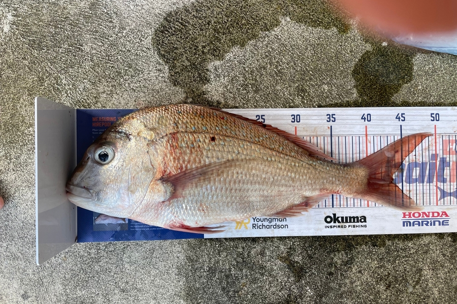 Cho Yun caught this 43.5cm Snapper at Ruakaka  during The Export NZ Fishing Competition