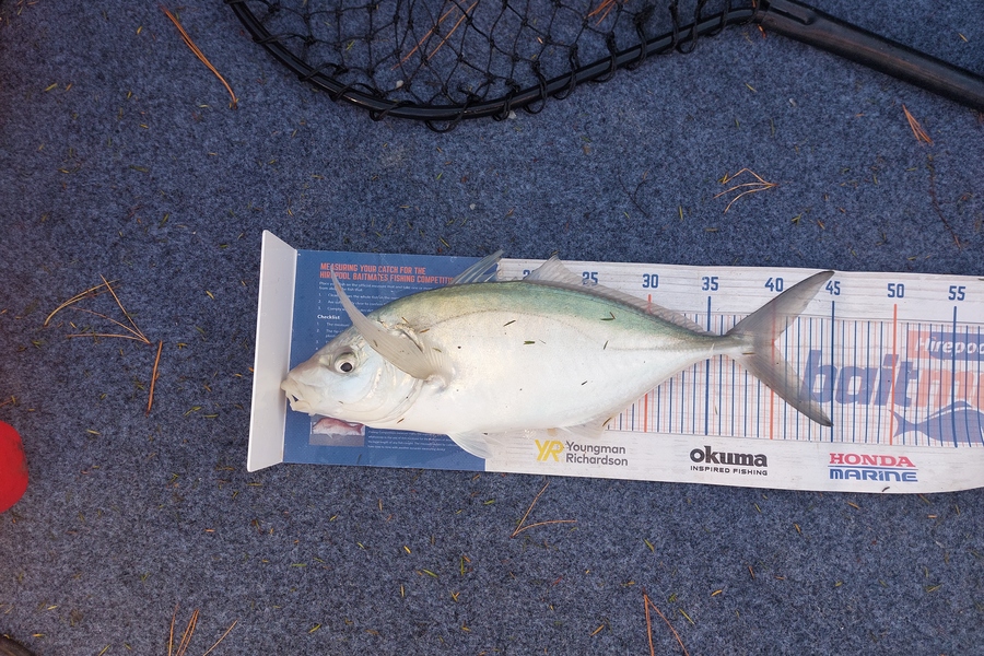 Trevor Hopson caught this 40.0cm Trevally at Kennedy-bay  during The Export NZ Fishing Competition