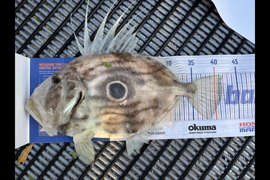 Dan Wiley caught this 40cm John Dory at Hauraki Gulf during The Export NZ Fishing Competition