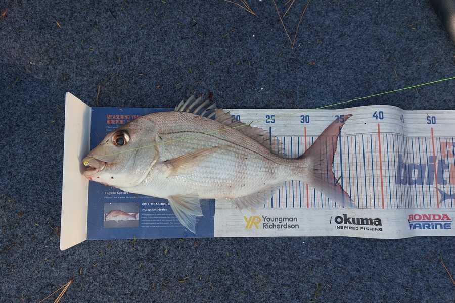 Trevor Hopson caught this 33.5cm Snapper at Kennedy-bay  during The Export NZ Fishing Competition