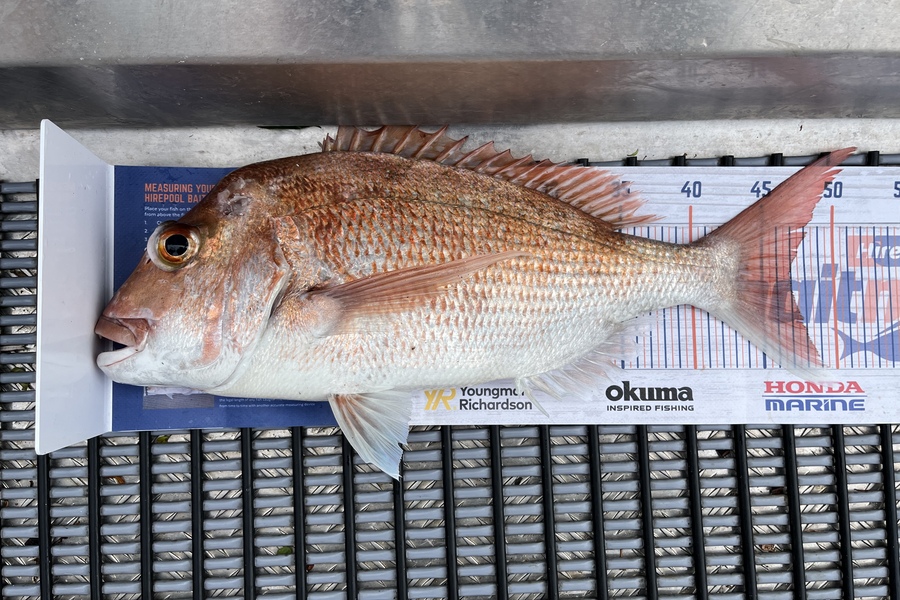 Dan Wiley caught this 47.0cm Snapper at Hauraki Gulf during The Export NZ Fishing Competition