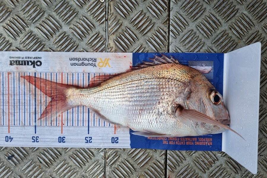 Michael McDonald caught this 31.5cm Snapper at Town point maketu during The Export NZ Fishing Competition