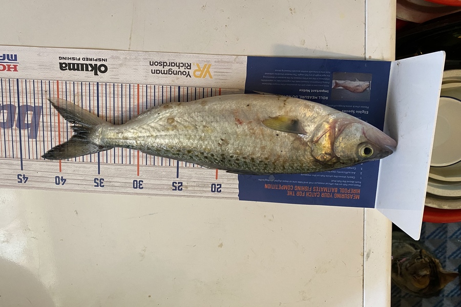Azhar Ali caught this 37.5cm Kahawai at Manukau harbour  during The Export NZ Fishing Competition
