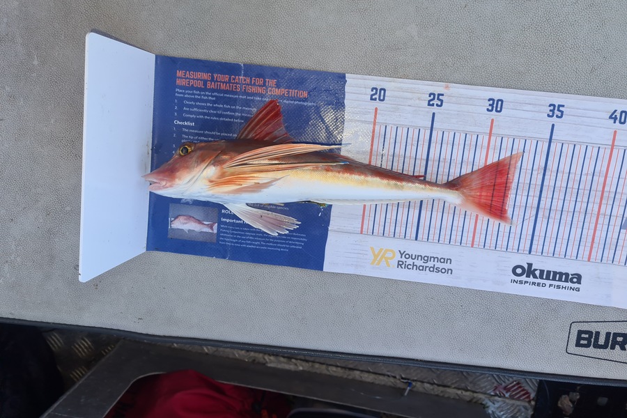 David Kovacs caught this 32.0cm Gurnard at Wellington harbor  during The Export NZ Fishing Competition