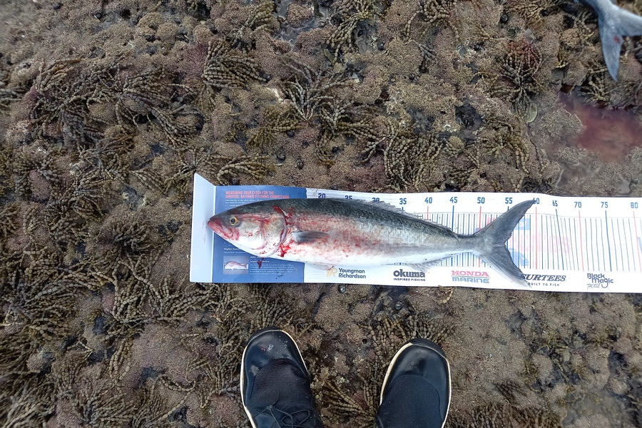 Gary Mulder caught this 54.0cm Kahawai at Weti river Arkles Bay during The Export NZ Fishing Competition