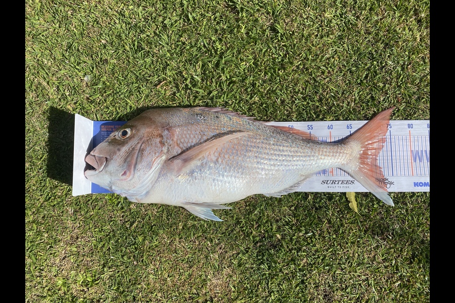 Mathieson Cory caught this 71.5cm Snapper at TownPoint  during The Export NZ Fishing Competition