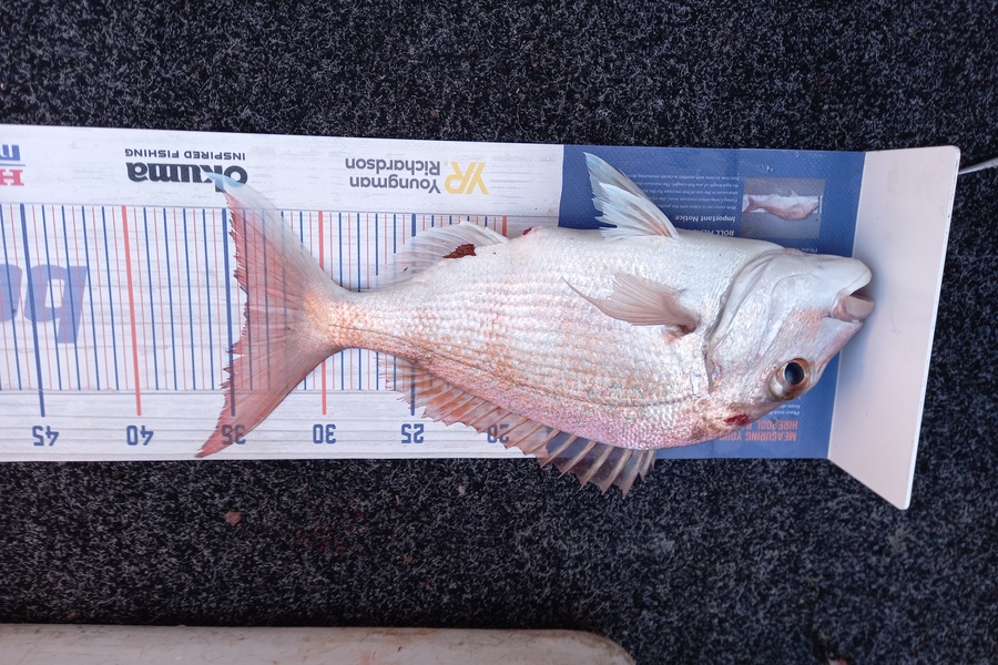 Sandra Dicker caught this 34.0cm Snapper at Kawakawa bay-orerepoint  during The Export NZ Fishing Competition
