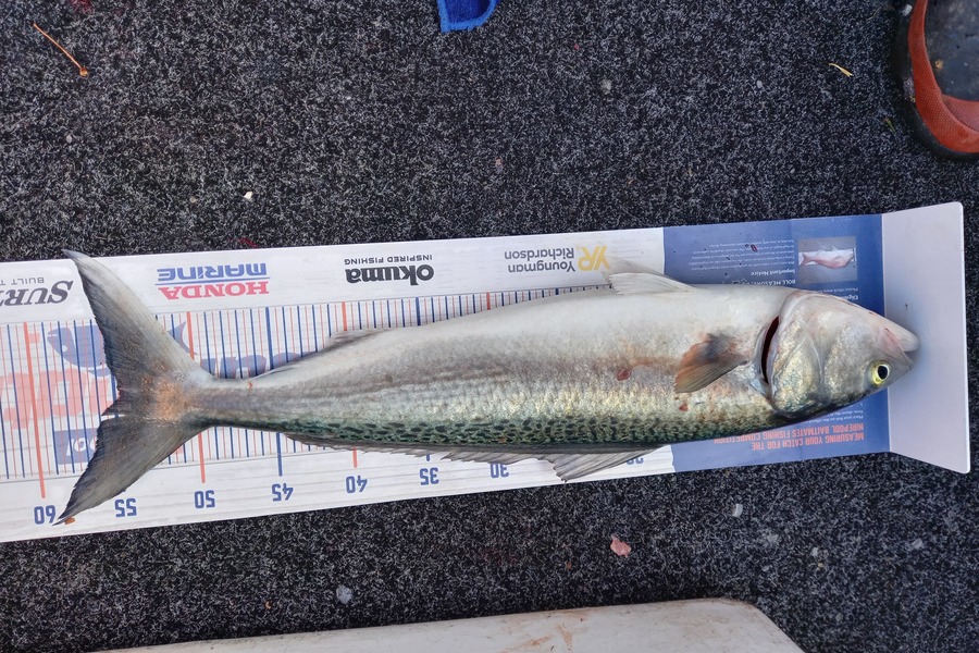 Sandra Dicker caught this 54.5cm Kahawai at Kawakawa bay-orerepoint  during The Export NZ Fishing Competition