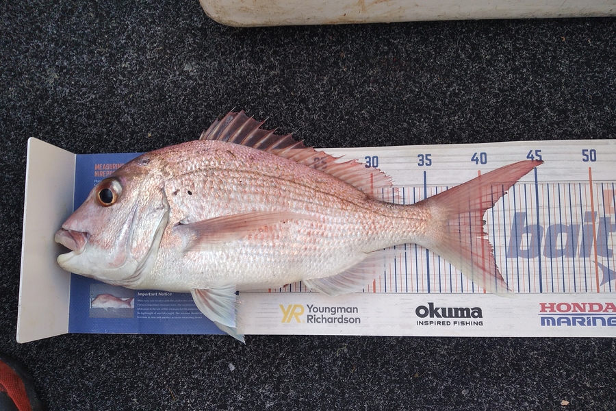 Alex Devine caught this 40.0cm Snapper at kawakawa bay  during The Export NZ Fishing Competition