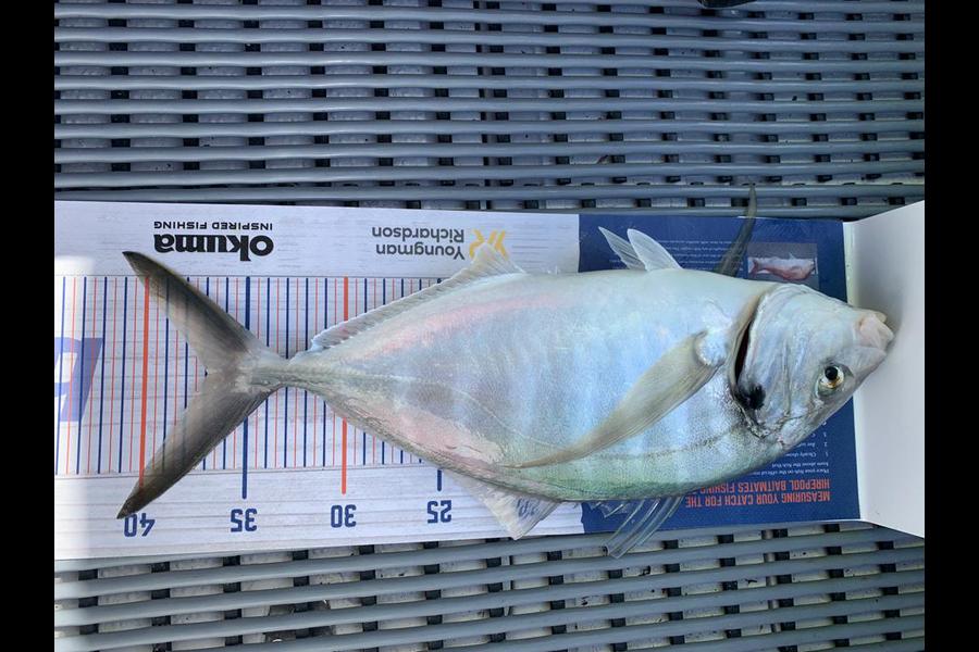 Johan Swanepoel caught this 37cm Trevally at Army bay during The Export NZ Fishing Competition