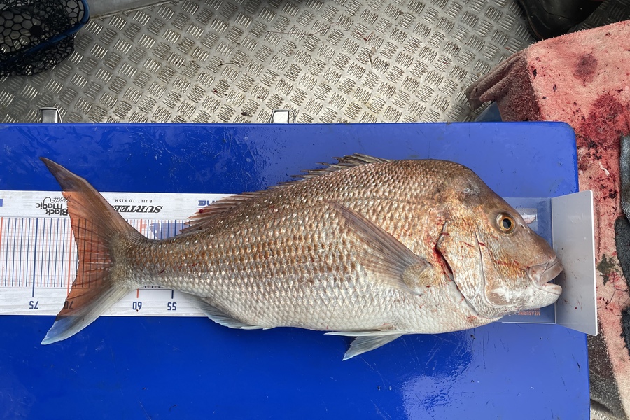 Rob Riley caught this 68.5cm Snapper at Durville Island during The Export NZ Fishing Competition