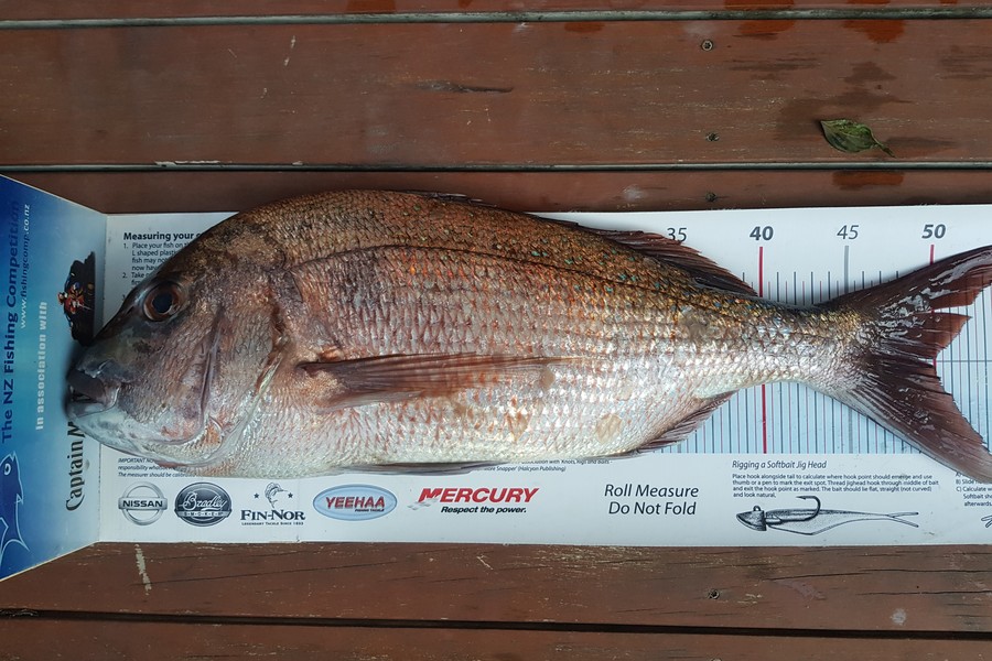 Charles Gray caught this 49.5cm Snapper at Hen & Chicks during The Export NZ Fishing Competition