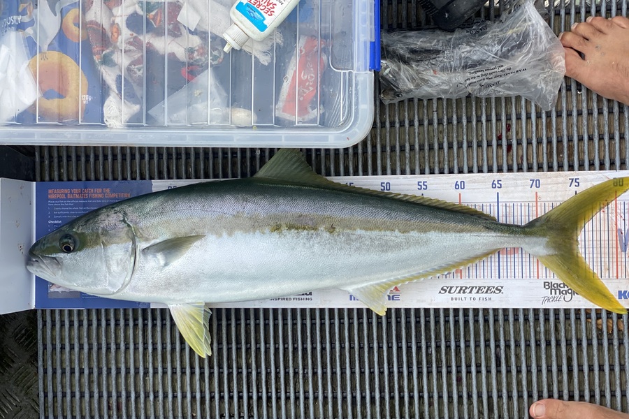 Adrian Eichmann caught this 75.0cm Kingfish at BOI during The Export NZ Fishing Competition