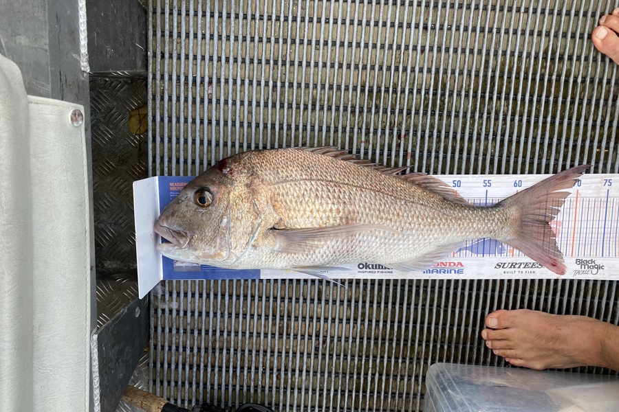 Adrian Eichmann caught this 65.0cm Snapper at BOI during The Export NZ Fishing Competition