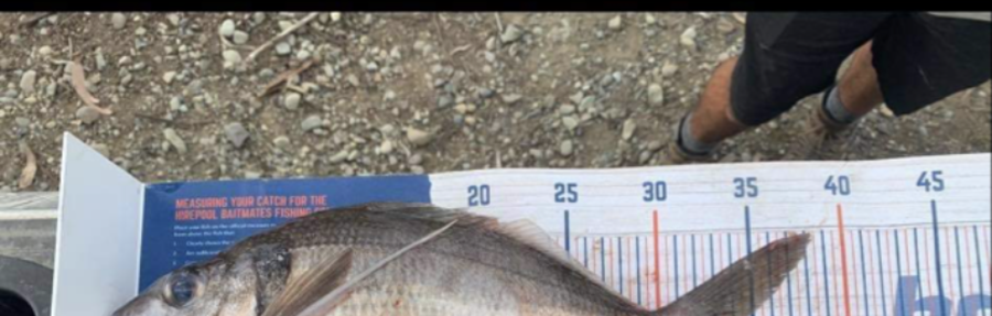 Hannah Andrew caught this 33.5cm Tarakihi at Milford sound  during The Export NZ Fishing Competition