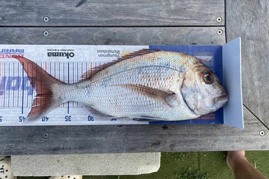 Carson Farley caught this 41.5cm Snapper at Waipu during The Export NZ Fishing Competition