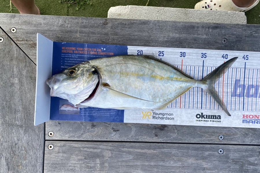 Carson Farley caught this 37.5cm Trevally at Waipu during The Export NZ Fishing Competition