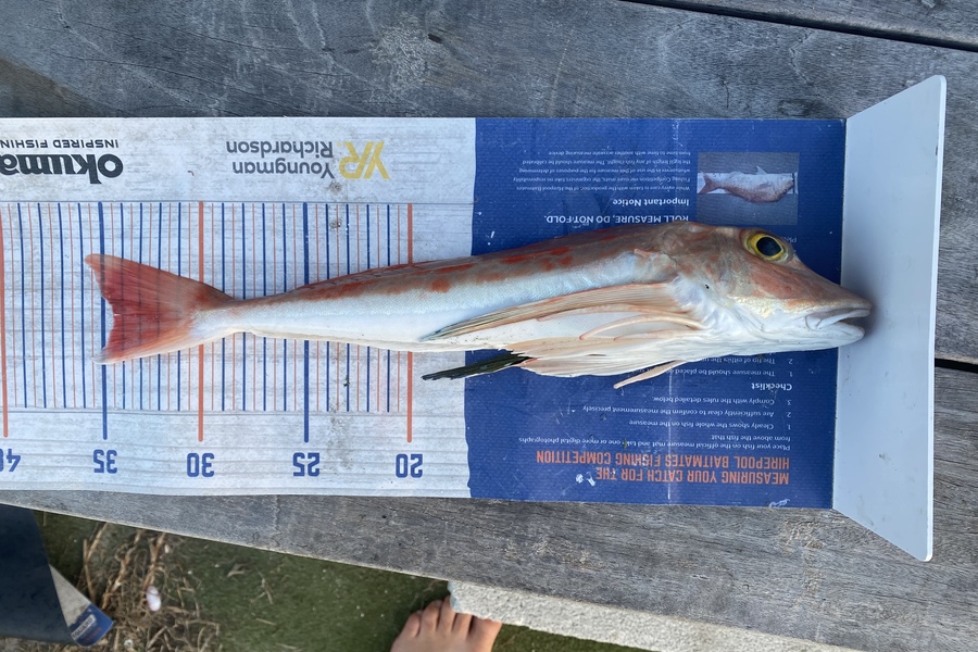 James Farley caught this 34.5cm Gurnard at Waipu during The Export NZ Fishing Competition