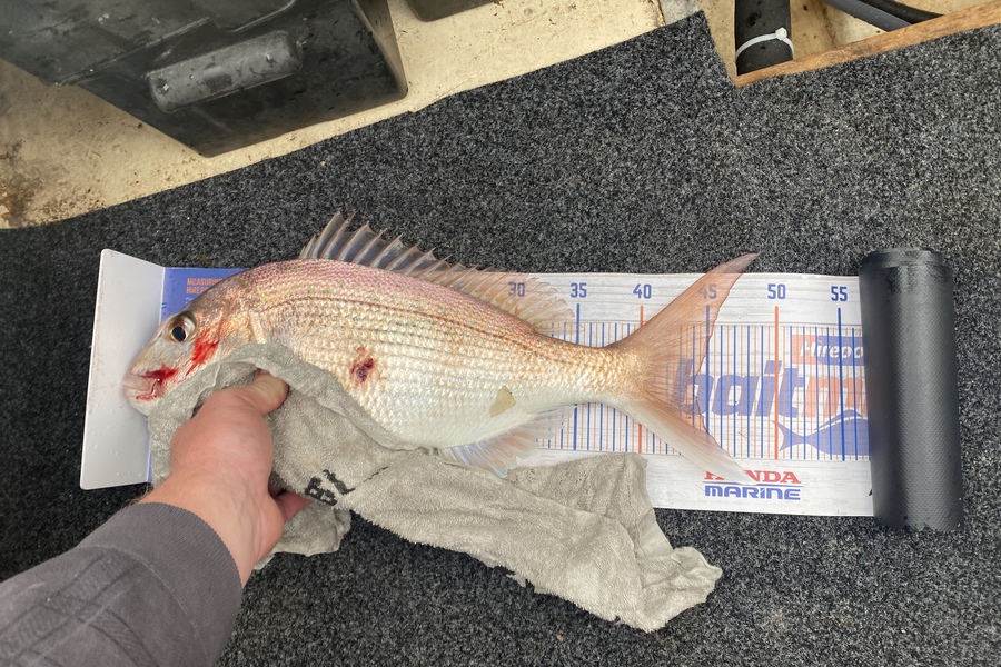 Craig Millar caught this 44.0cm Snapper at Thames during The Export NZ Fishing Competition