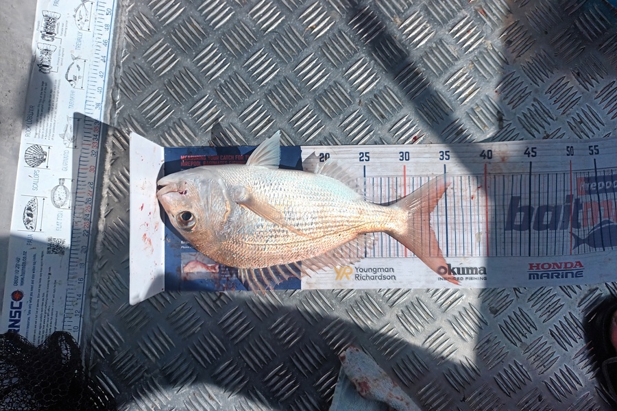 Joshua  Melchers  caught this 33.0cm Snapper at Tauranga  during The Export NZ Fishing Competition