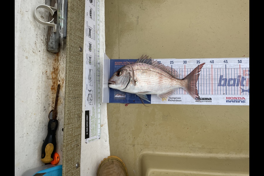 Lee Paetai caught this 34.0cm Snapper at Hauraki Gulf  during The Export NZ Fishing Competition