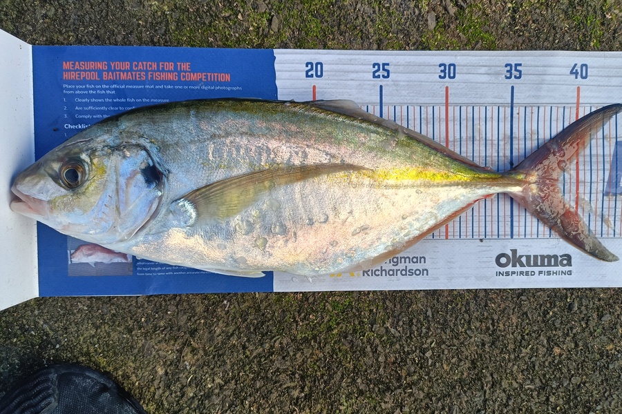 Sean Sherburn caught this 38.5cm Trevally at Tauranga during The Export NZ Fishing Competition