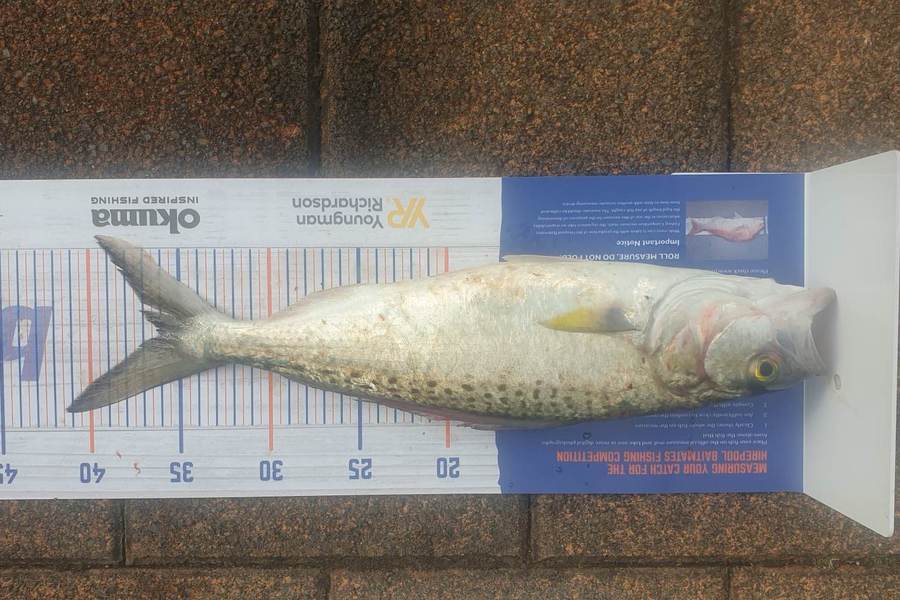 Tahi Woolley caught this 36.0cm Kahawai at Kawhia Whalf during The Export NZ Fishing Competition