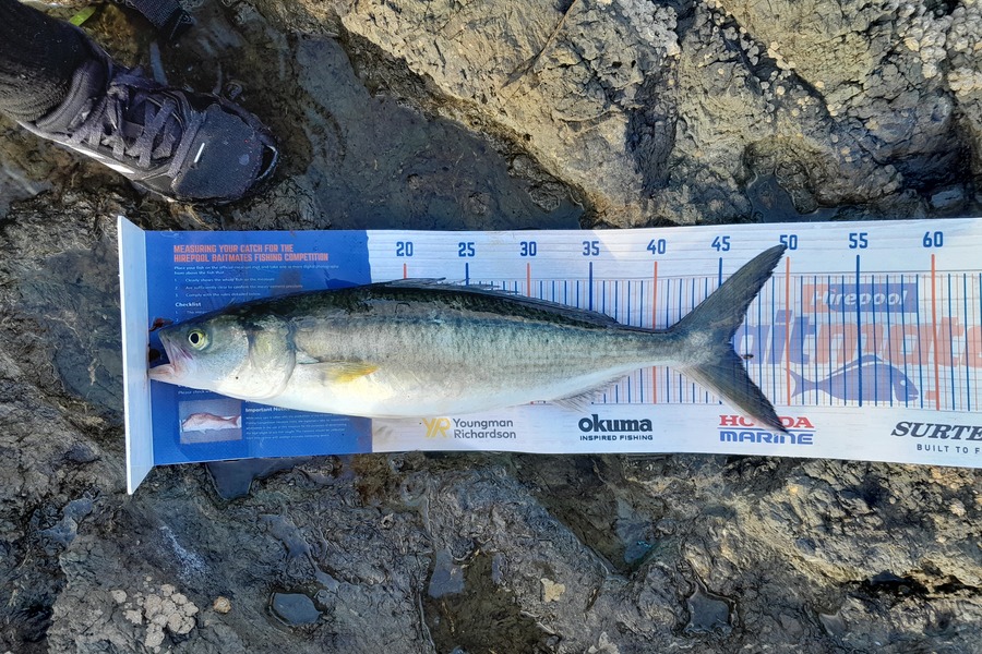 Joel Davies caught this 45.5cm Kahawai at Northland during The Export NZ Fishing Competition
