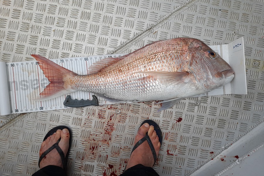 Mark Beauchamp caught this 75.0cm Snapper at Bay of Islands during The Export NZ Fishing Competition