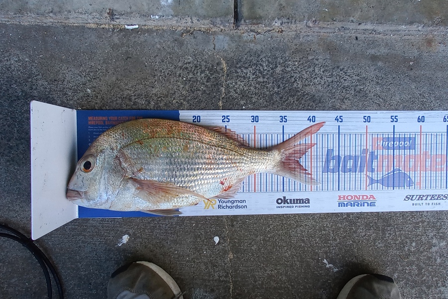 Rorn Pheng caught this 37.5cm Snapper at Rangitoto island during The Export NZ Fishing Competition