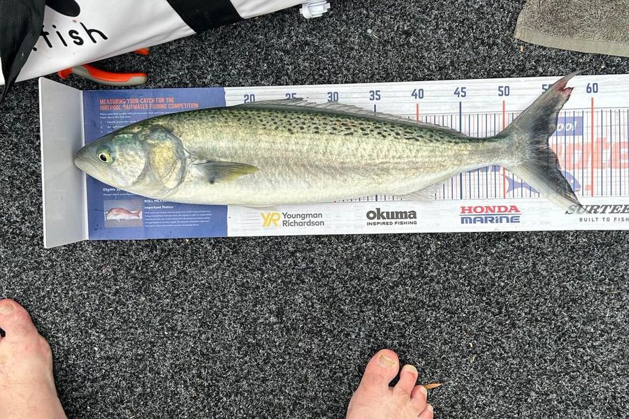 Richard Lancaster caught this 55.0cm Kahawai at East coast bays during The Export NZ Fishing Competition