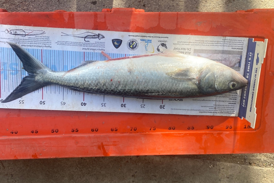 Kolohe Vanisi caught this 53.0cm Kahawai at Tora during The Export NZ Fishing Competition