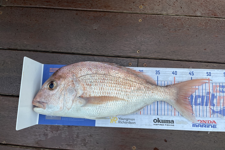 Jack Thomson caught this 44.0cm Snapper at Kaiaua during The Export NZ Fishing Competition