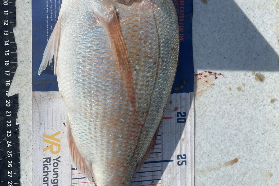 Glenn Moore caught this 33.0cm Snapper at limestone . whangarei harbour  during The Export NZ Fishing Competition