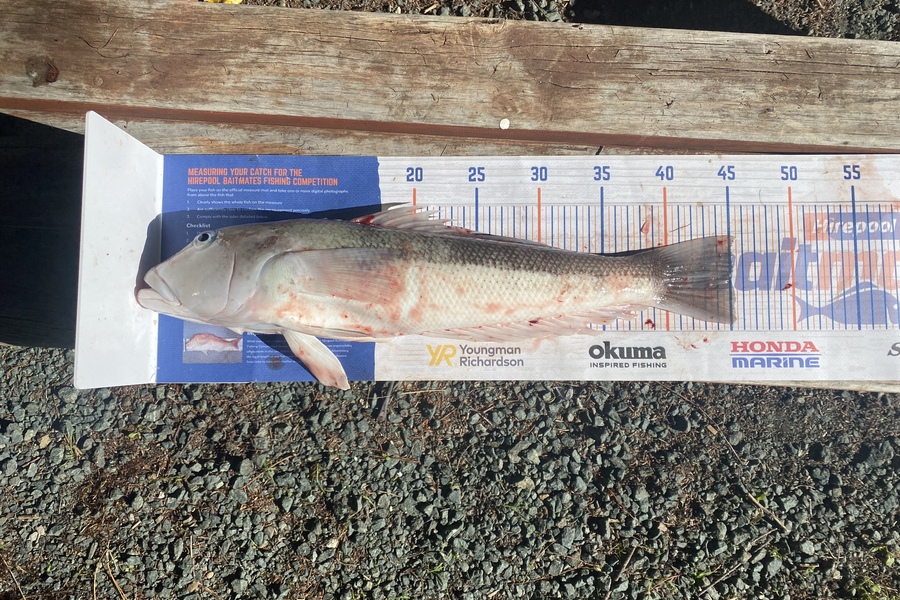 Jake Burridge caught this 45.0cm Blue Cod at French pass during The Export NZ Fishing Competition