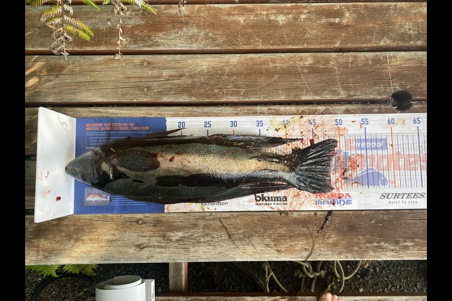 Jake Burridge caught this 47.5cm Butterfish at Durville island  during The Export NZ Fishing Competition