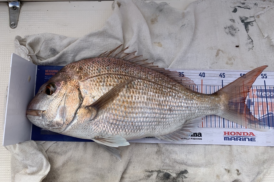 Bevan Sterling caught this 50.0cm Snapper at Kaipara Harbour  during The Export NZ Fishing Competition