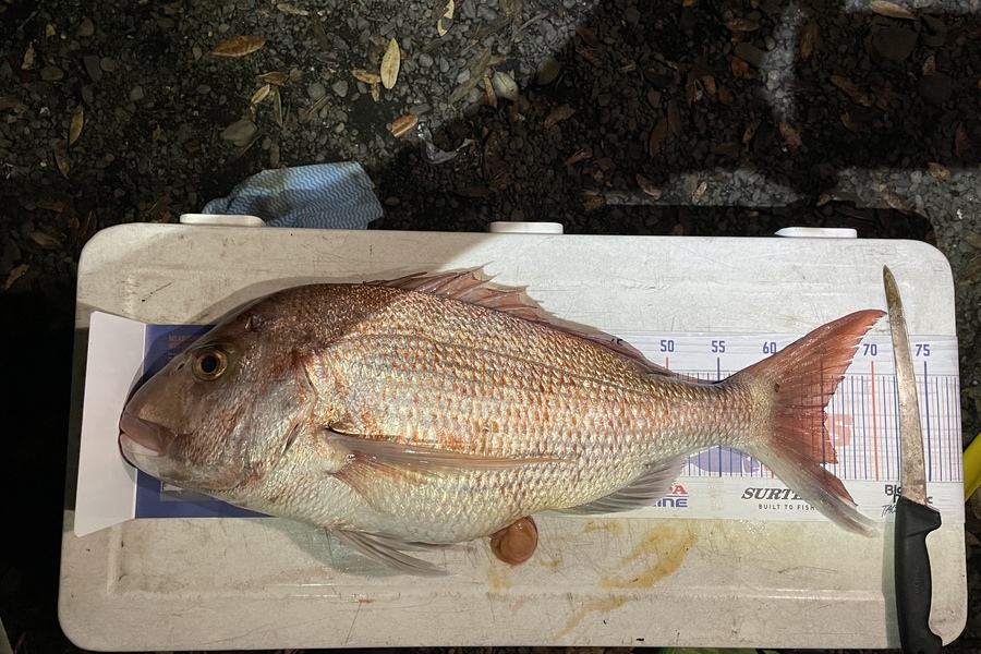 Shane Wills caught this 65.0cm Snapper at Lottin Point during The Export NZ Fishing Competition