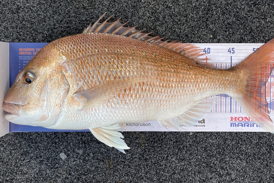 Arian Van Eijk caught this 52.0cm Snapper at Kaiaua  during The Export NZ Fishing Competition