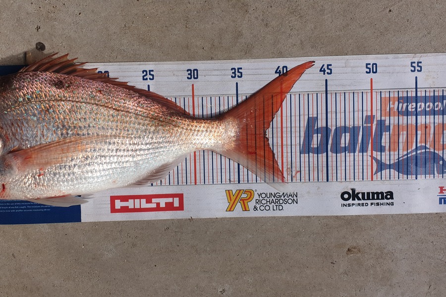 Ty Hayward caught this 38.0cm Snapper at Coromandel  during The Export NZ Fishing Competition