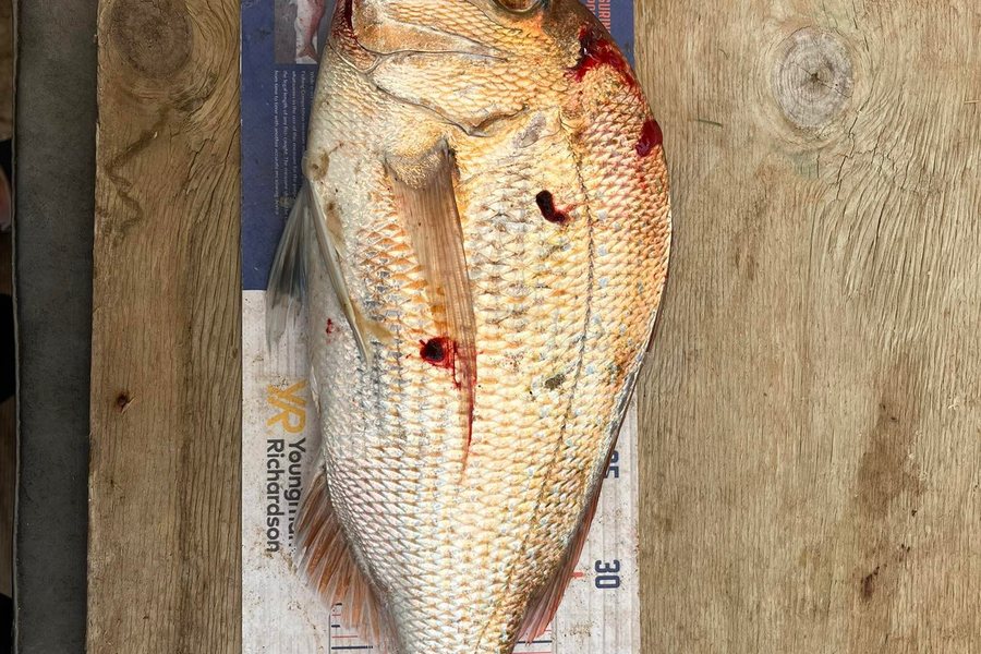 Jon Donaher caught this 43.5cm Snapper at northland during The Export NZ Fishing Competition