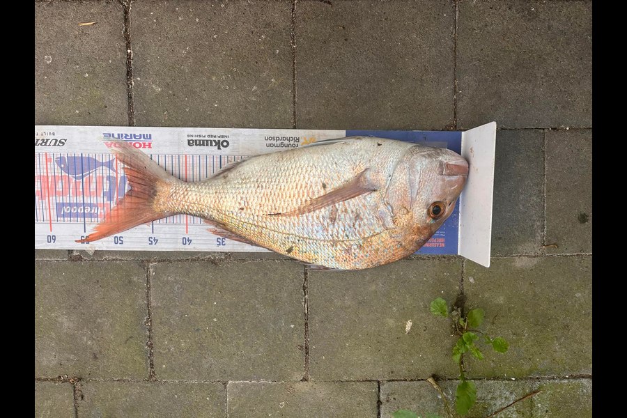 Jon Donaher caught this 48.0cm Snapper at northland during The Export NZ Fishing Competition