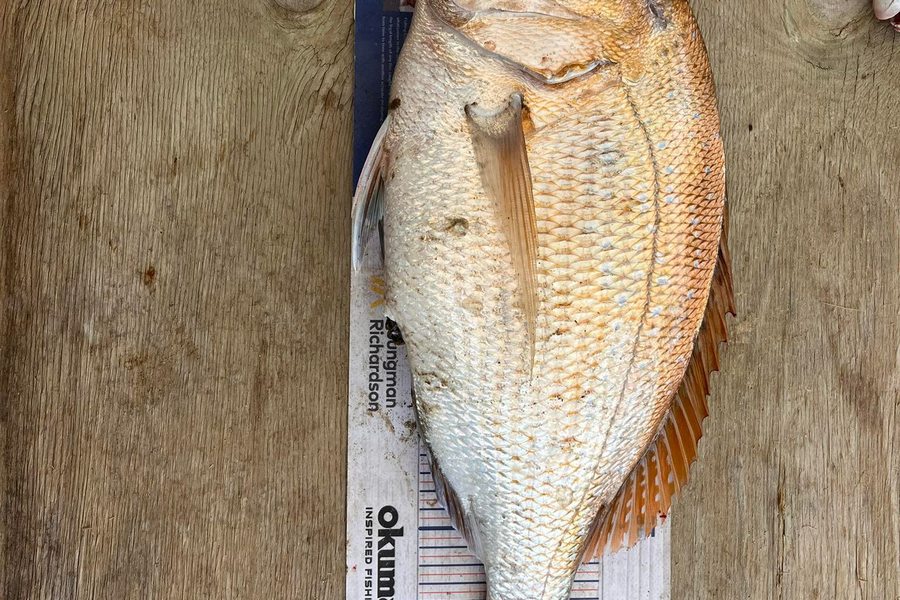 Jon Donaher caught this 46.0cm Snapper at northland during The Export NZ Fishing Competition