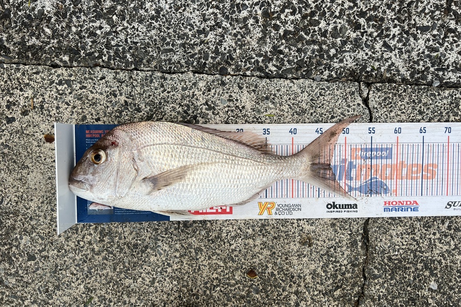 Shane Whitaker caught this 47.0cm Snapper at Woolleys Bay during The Export NZ Fishing Competition