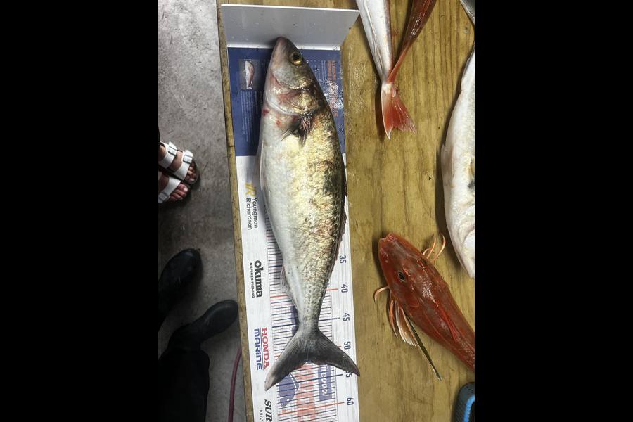 Hayden  Lamb caught this 51.5cm Kahawai at Mahia during The Export NZ Fishing Competition